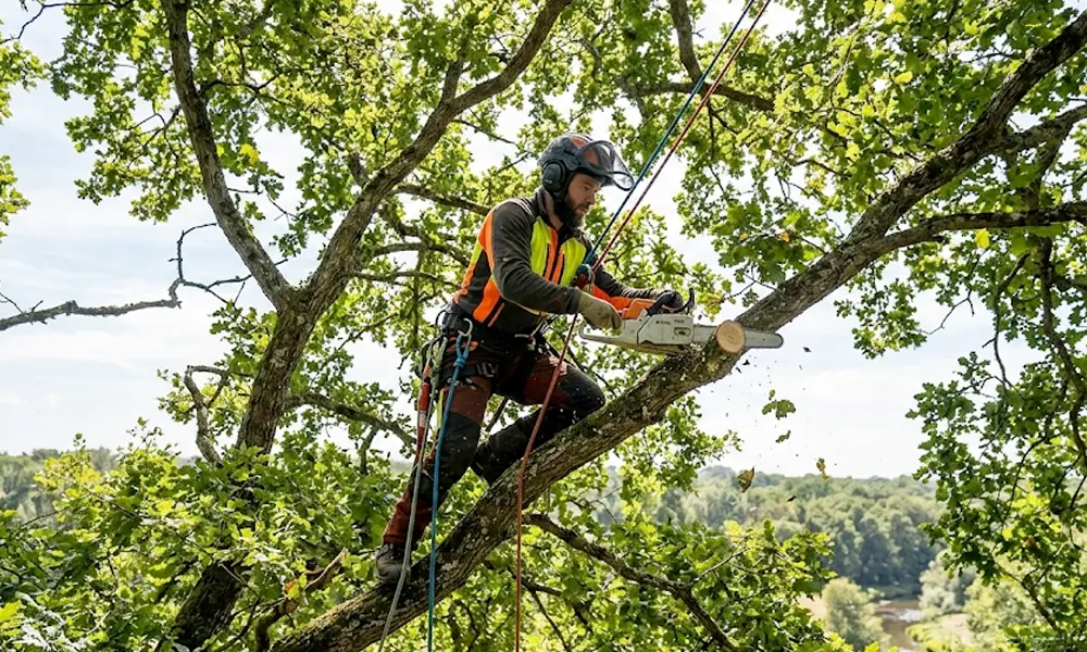 arbres dans un jardin entretenu