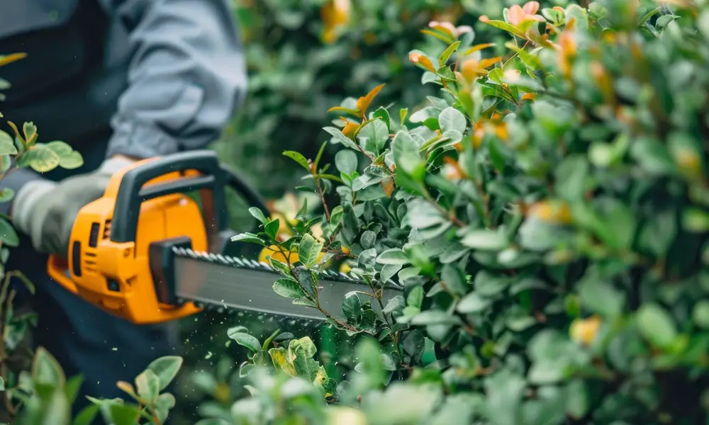 arbre après élagage